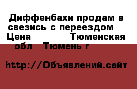 Диффенбахи продам в свезись с переездом. › Цена ­ 1 500 - Тюменская обл., Тюмень г.  »    